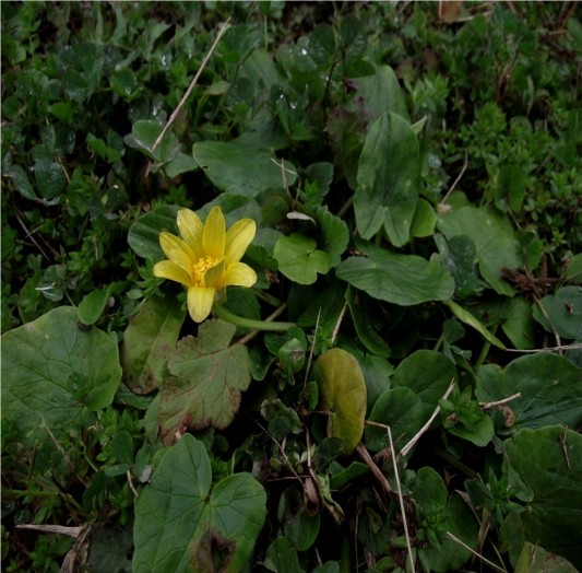 Ranunculus ficaria